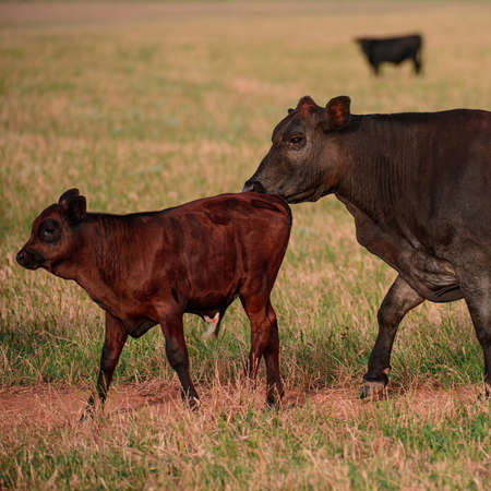 Cow and calf in rural field. Herd of cows under the spring sun.の写真素材