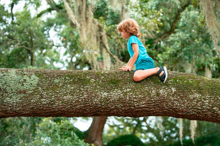 Kids climbing trees. Young boy Child having fun in the park.の写真素材