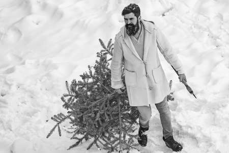 Young man lumberjack is cutting Christmas tree in the wood. Funny Santa man posing with axe and...