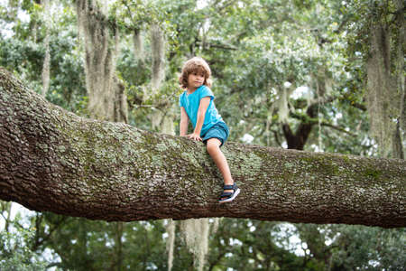 Cute kids boy climbing on the tree. Child sitting on big branch. Health care insurance concept for family and children medical healthcare protection.の写真素材