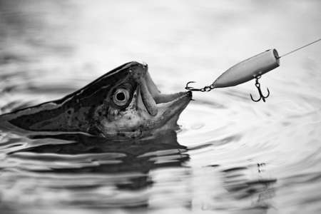 Fishes catching hooks. Fisherman and trout. Bass fishing splash. Catching a big fish with a fishing...