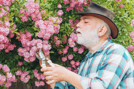 Grandfather working in garden over roses background. Grandfather enjoying in the garden with flowers. Portrait of handsome old bearded man on spring background.の写真素材
