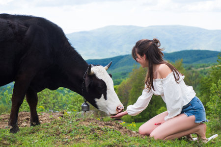 Woman feeding cow. Farmer girl with holstein cow on meadow. FarmerVegan, vegetarian concept. Take in veggie. Healthy lifestyle, organic field milka.の写真素材