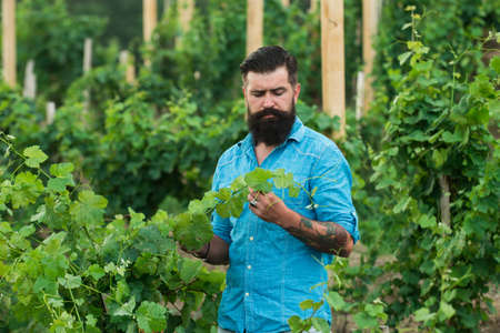 Wine making. Young man grabbing grape in vineyard. Harvester cutting bunch of grapes in vineyard rows.の写真素材