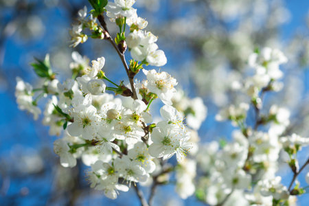Apple spring blossom bloom over sky background, tree flowers.