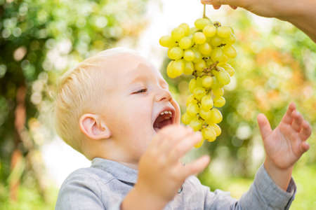 Boy eating grapes outdoor. Healthy natural food. Happy moments of life and childhood.の写真素材