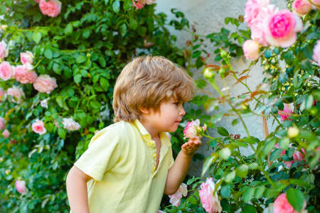 Child in rose garden sniff blossom flower. Spring and summer kid boy.の写真素材