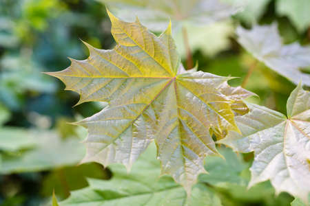 Lall maple green leaf. Top view, autumn summer texture, autumnal summertime background.