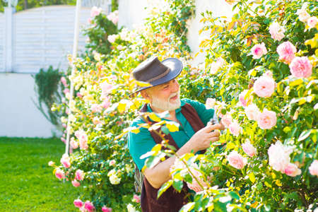 Old man in garden cutting roses. Senior gardener with spring flowers. Grandfather working on backyard.の写真素材