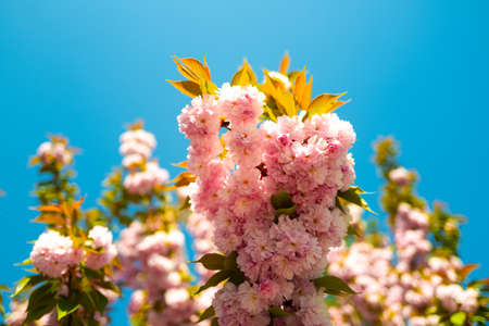 Cherry pink blossoms close up. Blooming Sakura tree. Yoshino cherry.の写真素材