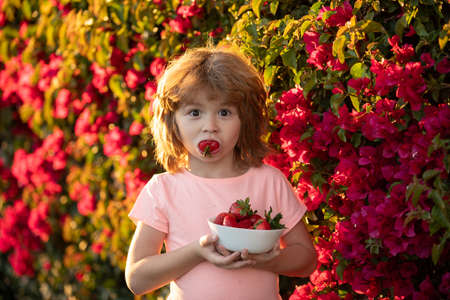 Child eating strawberry. Happy little toddler boy picking and eating strawberries. Kid funny portrait.の写真素材