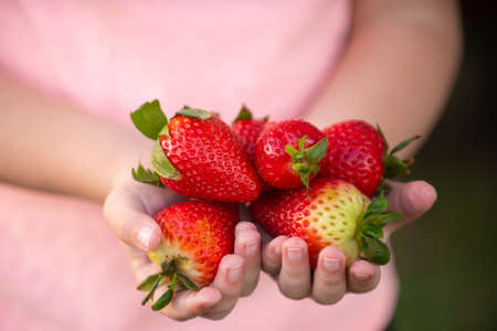 Fresh strawberries closeup. Kid holding strawberry in hands. Child with strawberry.の写真素材