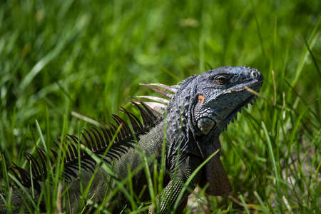 Closeup of green iguana. Lizard basking in the sun South Florida.の写真素材