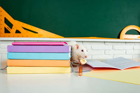 Banner back to school. White rat eating sitting on book. Design with copy space.の写真素材