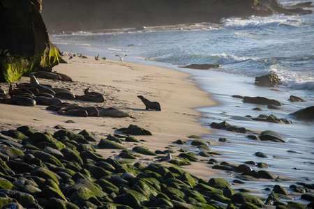 Sea Lions at ocean. Fur seal colony, arctocephalus pusillus.の写真素材