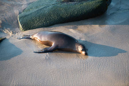 Sea Lions at ocean. Fur seal colony, arctocephalus pusillus.の写真素材