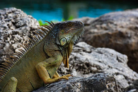 Closeup of green iguana. Lizard basking in the sun South Florida.の写真素材