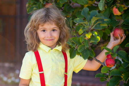 Child picking apples on backyard in orchard garden. Kids with apple at fall harvest. Outdoor fun for children. Healthy nutrition.の写真素材