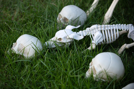 Halloween skeleton of scary dog, skull rising out from the ground.