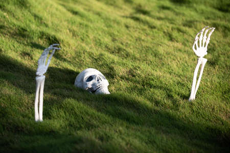 Halloween theme. Pattern with skeleton for Halloween banner.の写真素材