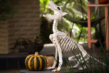 Day of the dead, Halloween or Dia. Halloween Background. Halloween skeleton of scary dog.の写真素材