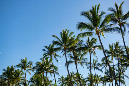 Palms landscape with sunny tropic paradise. Palm trees on blue sky, palm at tropical coast, coconut...