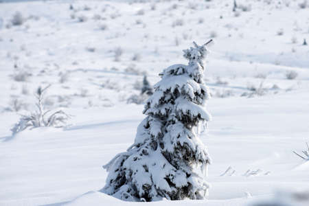 Winter nature background. Snow covered trees in the mountains on winter landscape. Winter forest background.の写真素材