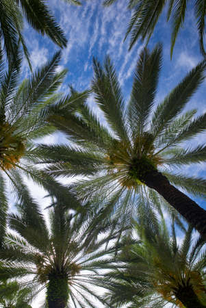Palm trees on blue sky, palm at tropical coast, coconut tree. Tropical backdrop on sun light sky.