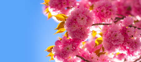 Spring banner, blossom background. Cherry blossom. Background with flowers on a spring day. Sacura cherry-tree. Spring blossom background.の写真素材