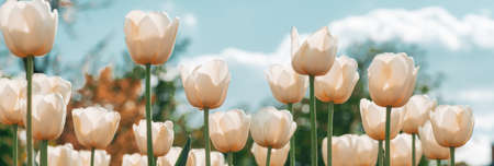 Spring banner, blossom background. Amazing white tulip flowers blooming in a tulip field. Tulips field. White flower tulips flowering in tulips field.の写真素材