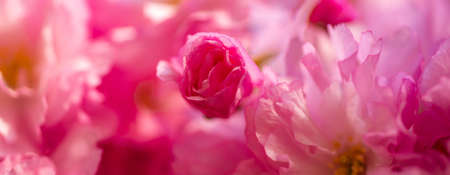 Spring banner, blossom background. Cherry blossom. Sacura cherry-tree. Japanese cherry. Prunus serrulata close up.の写真素材
