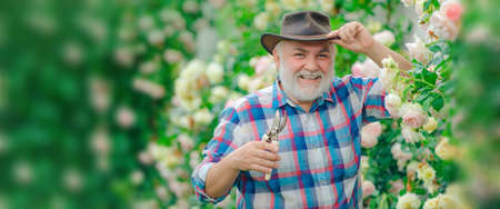 Spring banner of old man outdoor. Gardening hobby. Gardener cutting flowers in his garden. Flower...