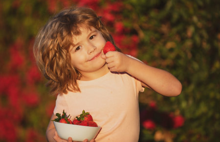 Kid picking and eating strawberry. Happy little boy eats strawberries.の写真素材