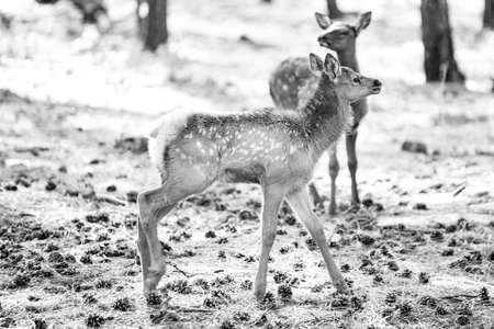 Deer Fawn, Bambi, capreolus. White-tailed young roe. Beautiful wildlife buck.の写真素材