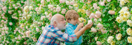 Grandfather and grandchild, spring banner. Old and Young. Concept of a retirement age. Little helper...