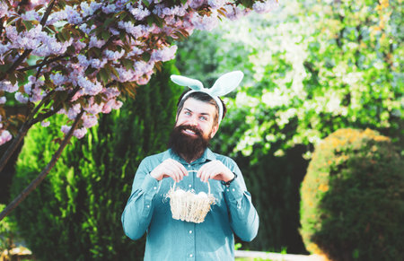 Funny man hunting easter eggs. Happy Easter concept. Man with beard, white ears of rabbit and basket...
