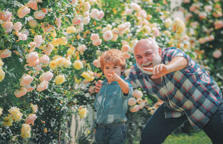 Grandfather and grandchild enjoying in the garden with roses flowers. Dad teaching little son care plants. Happy gardeners with spring flowers. Professional Gardener at Work.の写真素材