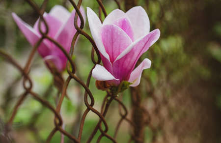 Magnolia flower bloom on blurred background. Spring season concept. Blossom of magnolia tree on...