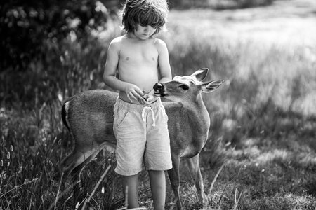 Cute child feed baby fawn deer bambi outdoor. Pretty boy with graceful animal at park. Kids adaptation.の写真素材