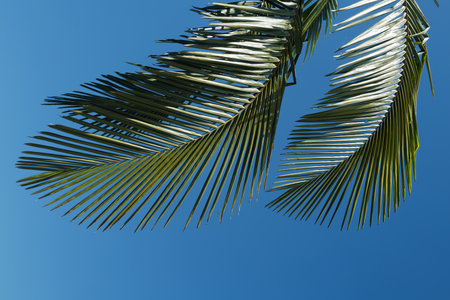 Palm trees on blue sky, palm at tropical coast, coconut tree with tropical palm leaves background....