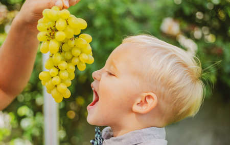 Healthy food for kids. Boy eat grape. Spring summer fruits. Child eats large cluster of grapes in yard.の写真素材