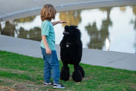 Funny child playing with poodle dog in the park.