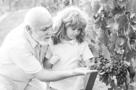 Child boy and grandfather harvesting grapes. Farming in garden countryside. Generations ages.の写真素材