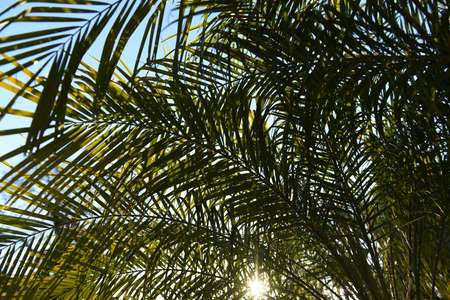 Palm trees on blue sky, palm at tropical coast, coconut tree with tropical palm leaves background. Green nature.の写真素材