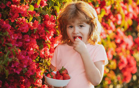 Happy child eats strawberries. Cute kid boy eating strawberry in the summer outdoor.の写真素材