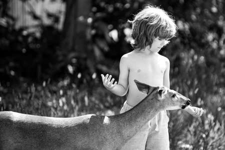 Cute kid feeding a fawn. Pretty boy with graceful animal at park or in the forest. Kids adaptation.