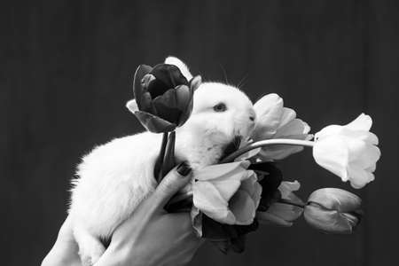 8 march womens day. Cute bunny. Copy space.の写真素材