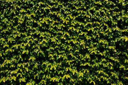 Floral abstract. Green leaves background. Leaf background texture.の写真素材