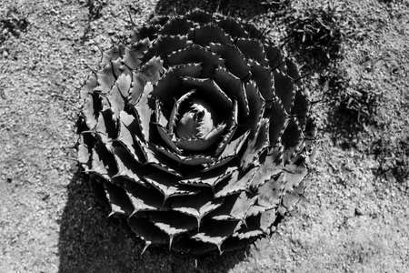 Cactus backdround, cacti design or cactaceae pattern.の写真素材