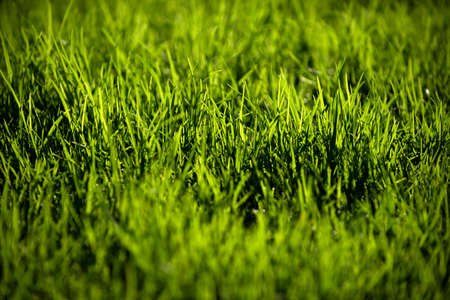 Grass. Fresh green spring grass with dew drops. Soft Focus. Abstract nature background. Green texture and background, nature.の写真素材
